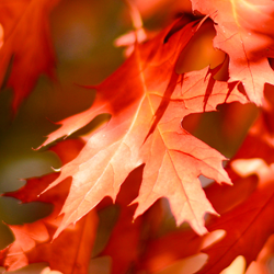 fall leaf